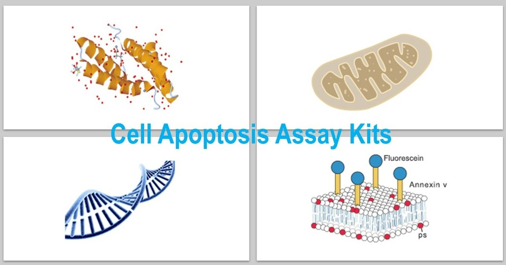 Annexin V – FITC/ DAPI Apoptosis Assay Kit